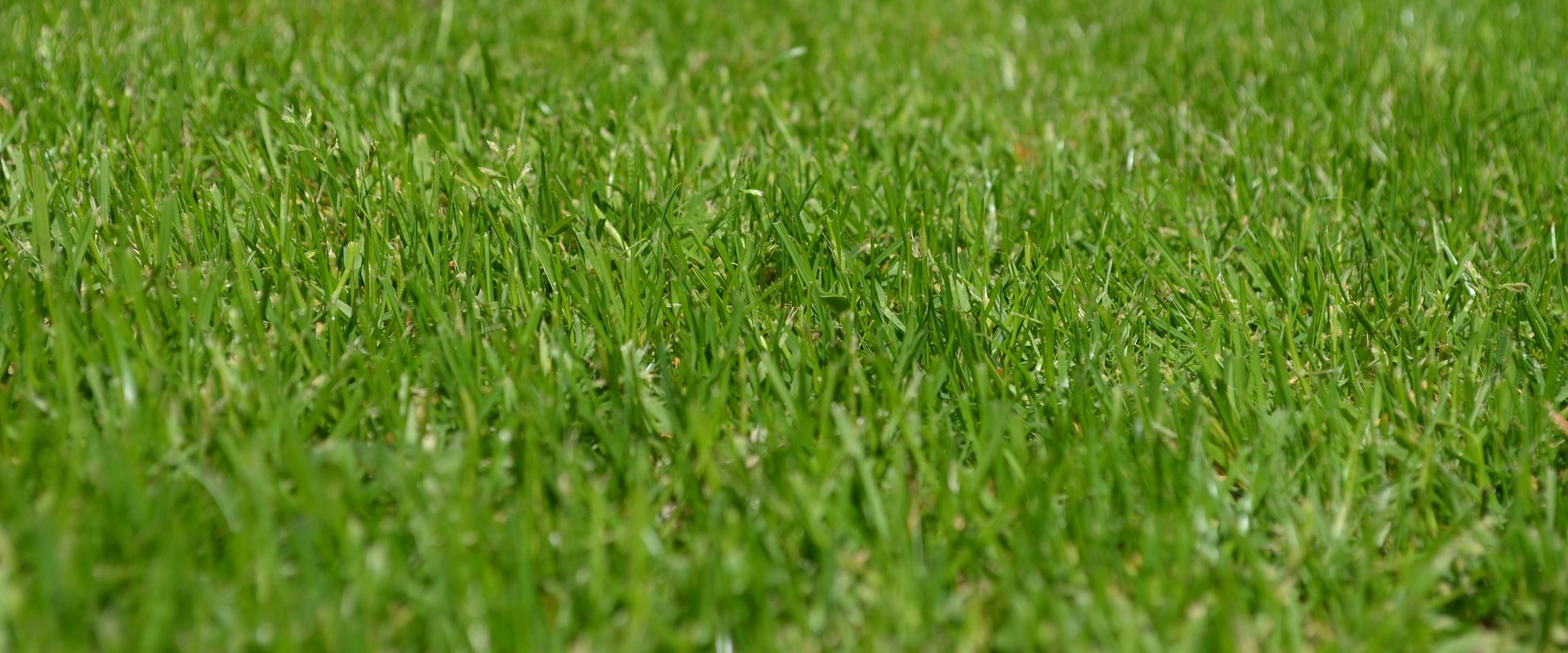 Enhance Your Property with Expert Lawn Care and Home Staging in Loudoun County