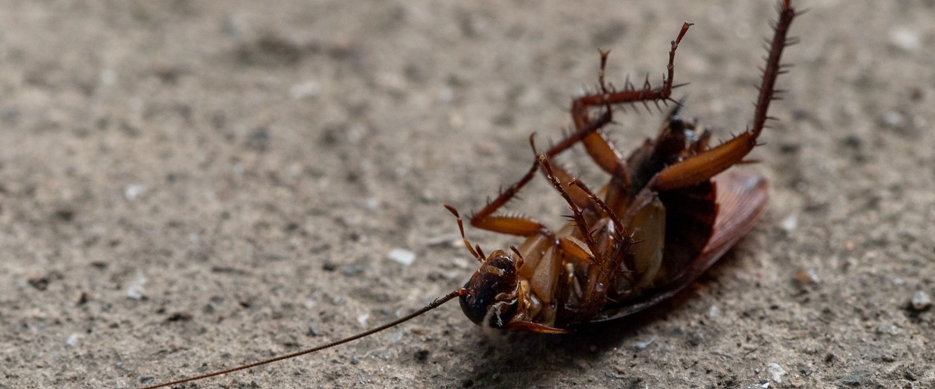 How Cockroach Infestations Impact Home Staging