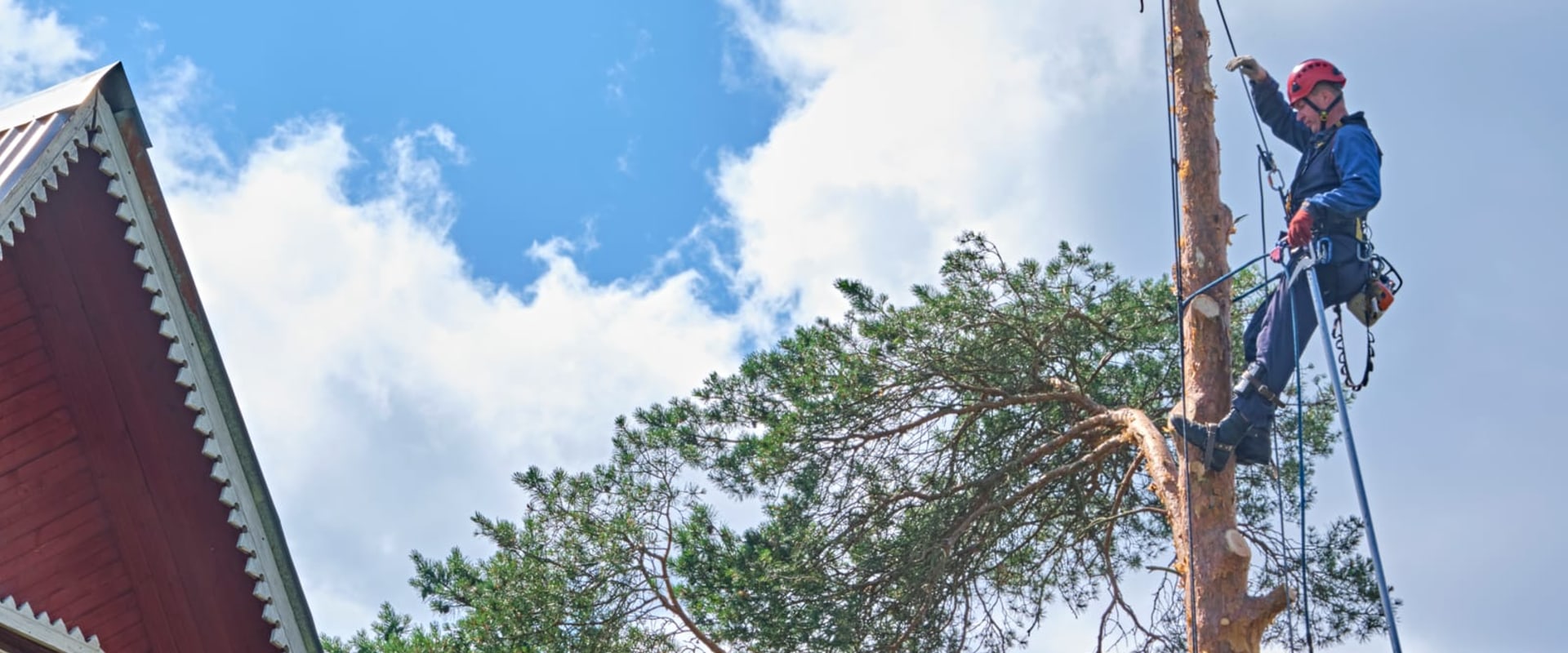 First Impressions Count: Tree Care Service In Portland, Oregon To Prep Your Home For Staging