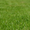 Enhance Your Property with Expert Lawn Care and Home Staging in Loudoun County