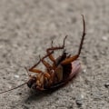 How Cockroach Infestations Impact Home Staging