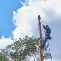 First Impressions Count: Tree Care Service In Portland, Oregon To Prep Your Home For Staging