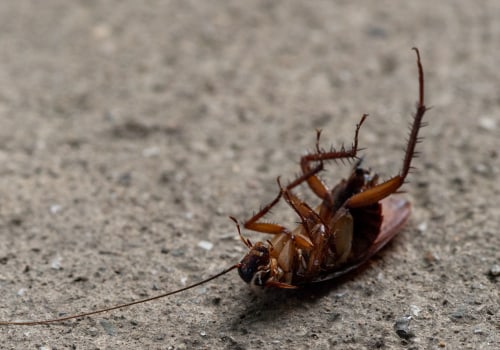 How Cockroach Infestations Impact Home Staging