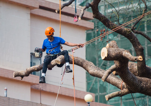 Creating A Welcoming Oasis: Tree Care For Successful Home Staging In Scottsdale